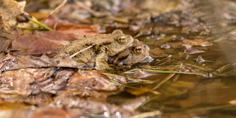 a pair of deer toads in a mating embrace, amplexus, bufo bufo, amphibian mating, early spring,...