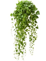 Climbing plants creepers isolated on white background.