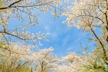 青空の下で桜が満開に咲く春の風景　お花見