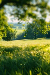 Summer landscape of a lush green field and trees with a blurred background