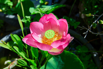 Close-up of pink water lily blooming in potted plant