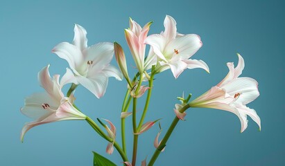 Elegant white amaryllis blooms against a blue backdrop