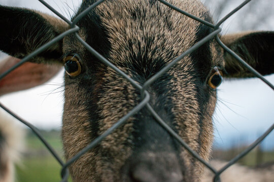 A goat animal behind a fence in a field