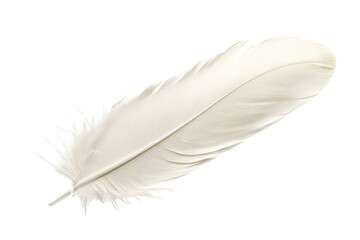 feather isolated on white background
