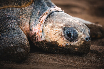 Turtle laying in the sand in Costa Rica