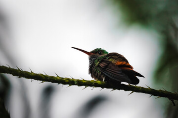 Obraz premium Hummingbeard sitting on a branch in Costa Rica