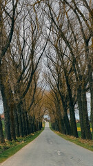 Road stretching into the distance between trees, linear perspective