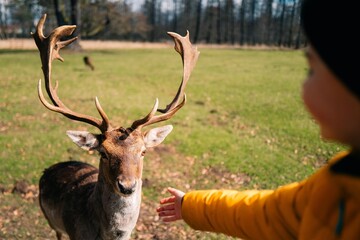 A boy greets a deer, extends his hand to the deer, feeds