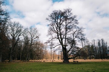 Obraz premium General shot, deer graze far in the meadow near a large tree