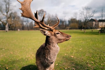 Portrait of a deer with big antlers on a sunny day