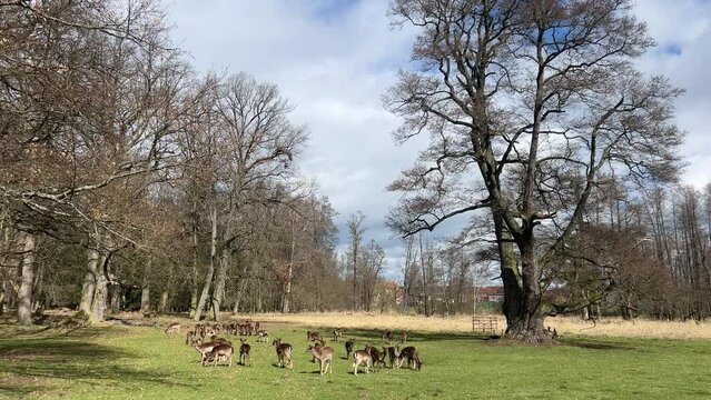 A herd of deer graze on the grass on a sunny day