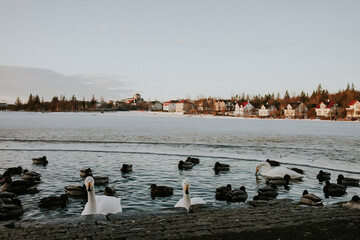 Ducks and swans in Tjornin Lake at sunset