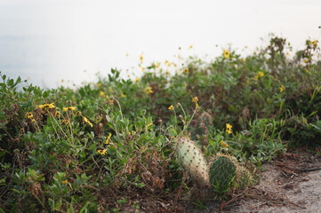 Obraz premium Cacti and yellow daisy flowers along coast near Newport Beach