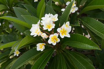 A bunch of frangipanis in bloom