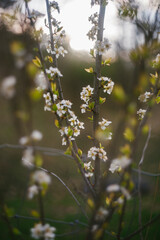 Plum Fruit Trees Flowering in Spring