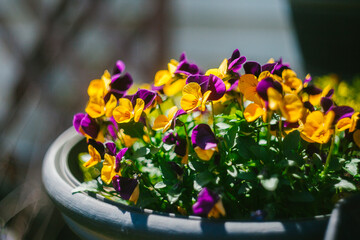 Purple and Yellow Winter Pansies Continue to Bloom into Spring