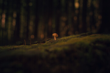 Tiny mushroom in a magical forest after rain - obrazy, fototapety, plakaty