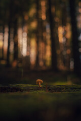 Tiny mushroom in a magical forest after rain - obrazy, fototapety, plakaty