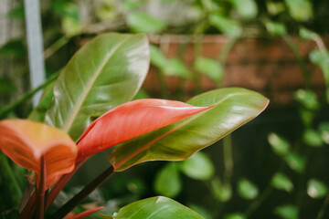 Philodendron Orange Princess in home patio © Cavan