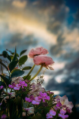 Bouquet of spring flowers against sunset sky
