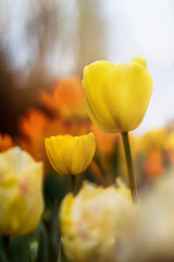 Yellow Tulip in a field of flowers