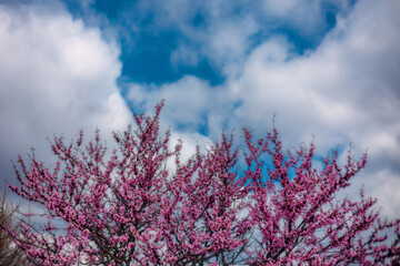 Redbud tree in bloom in front of blue cloudy sky