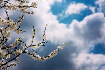 White blooms on tree branch with cloudy sky behind tree