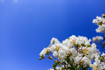 White crepe myrtle flowers against blue sky