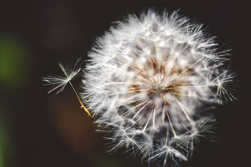 Closeup of a dandelion with one piece floating away