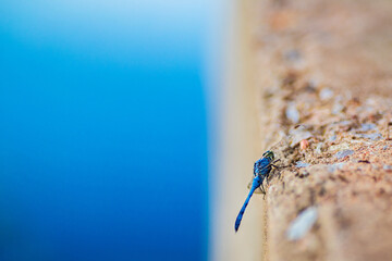 Blue dragon fly sitting on wall next to blue water