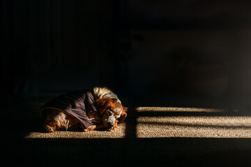 Dog sleeping in window light with a coat on