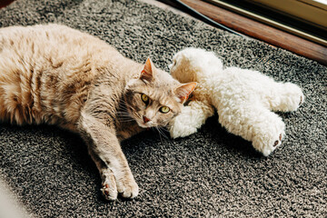 Tabby adult cat snuggling on floor with stuffed teddy bear