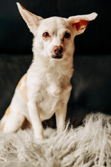 Portrait of small chihuahua dog sitting on furry pillow