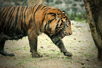 Portrait Sumatra Tiger on the ground