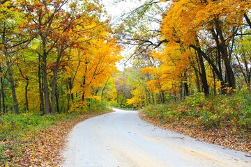 A gravel road winding through bright yellow trees in Minnesota