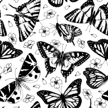 Butterfly Vector Pattern. Vintage seamless background. Black line art drawing of insect wings. Outline illustration of small white flowers. Hand drawn monarch and moths. Print for gift wrap and fabric