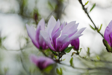Blooming, fresh, pink magnolia flower. Another buds on the branches of the bush. Nature comes to...