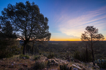 Fototapeta premium Paisaje de campo de bosque al amanecer