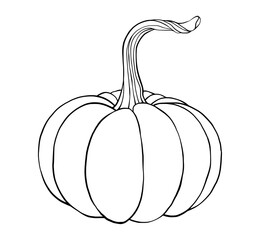 Vegetable vector black and white linear hand drawn pumpkin illustration