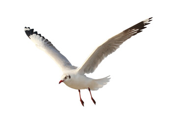 Beautiful seagull flying isolated on transparent background.	