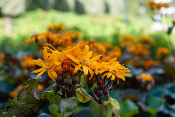 orange flowers in the garden on the street in the city center in helsinki Finland on a sunny day in...