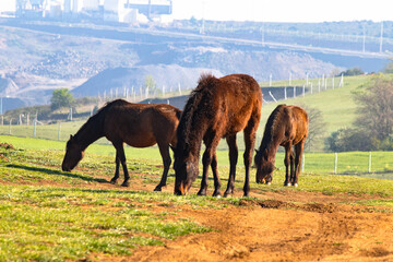 Horses on deforested construction site background. Animal. Herd of wild horses. Horizontal photo....