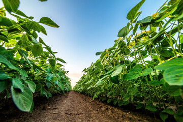 Vibrant green soybean plants growing in rich soil with a clear blue sky overhead