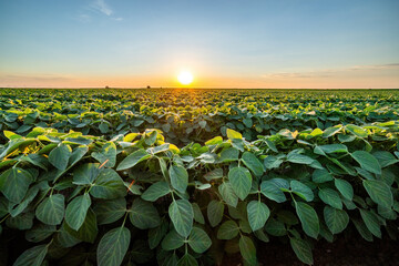 Golden sunset rays bathe a vibrant soybean crop, showcasing the beauty of agricultural landscapes