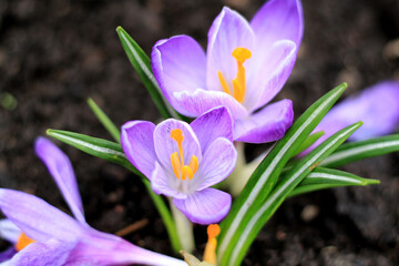 beautiful purple spring flowers in garden
