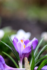 beautiful purple spring flowers in garden