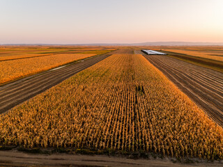 Aerial view of expansive farmland during sunset, showcasing the golden hues of harvest season