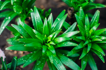 Obraz premium Green lily leaves in the garden. Unopened flowers in flower beds. Narrow lily leaves with raindrops . Gardening.
