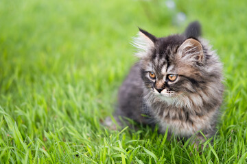 Naklejka na ściany i meble small brown kitten on a green lawn 