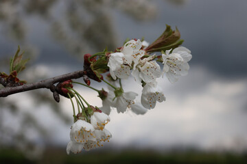 Close-up of Cherry branches with withe flowers against stormy sky. Prunus avium